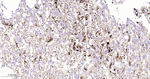 Fibrinogen alpha chain Antibody in Immunohistochemistry (Paraffin) (IHC (P))
