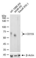 CD155 Antibody in Western Blot (WB)