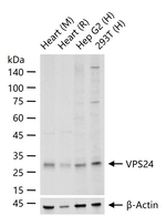 CHMP3 Antibody in Western Blot (WB)
