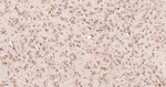 LIMP2 Recombinant Rabbit Monoclonal Antibody (9F3)