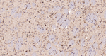 LIMP2 Antibody in Immunohistochemistry (Paraffin) (IHC (P))