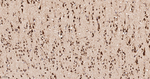LIMP2 Antibody in Immunohistochemistry (Paraffin) (IHC (P))