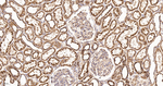 LIMP2 Antibody in Immunohistochemistry (Paraffin) (IHC (P))