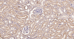 LIMP2 Antibody in Immunohistochemistry (Paraffin) (IHC (P))