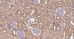 LIMP2 Antibody in Immunohistochemistry (Paraffin) (IHC (P))