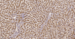 LIMP2 Antibody in Immunohistochemistry (Paraffin) (IHC (P))