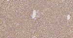 LIMP2 Antibody in Immunohistochemistry (Paraffin) (IHC (P))