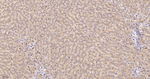 LIMP2 Antibody in Immunohistochemistry (Paraffin) (IHC (P))