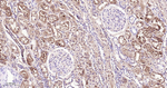 ASS1 Antibody in Immunohistochemistry (Paraffin) (IHC (P))