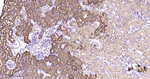 ASS1 Antibody in Immunohistochemistry (Paraffin) (IHC (P))