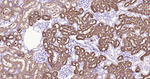 ASS1 Antibody in Immunohistochemistry (Paraffin) (IHC (P))