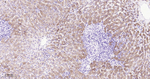 ASS1 Antibody in Immunohistochemistry (Paraffin) (IHC (P))
