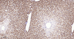 ASS1 Antibody in Immunohistochemistry (Paraffin) (IHC (P))
