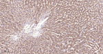 ASS1 Antibody in Immunohistochemistry (Paraffin) (IHC (P))