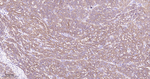 ASS1 Recombinant Rabbit Monoclonal Antibody (10D2)