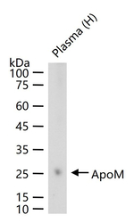 Apolipoprotein M Recombinant Rabbit Monoclonal Antibody (7D9)