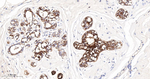 Apolipoprotein D Recombinant Rabbit Monoclonal Antibody (4E11)