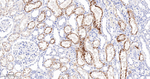Apolipoprotein D Antibody in Immunohistochemistry (Paraffin) (IHC (P))