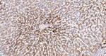 Apolipoprotein D Antibody in Immunohistochemistry (Paraffin) (IHC (P))