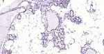 AP2 alpha Antibody in Immunohistochemistry (Paraffin) (IHC (P))