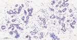 AP2 alpha Recombinant Rabbit Monoclonal Antibody (5B12)