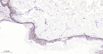 AP2 alpha Antibody in Immunohistochemistry (Paraffin) (IHC (P))