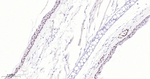 AP2 alpha Antibody in Immunohistochemistry (Paraffin) (IHC (P))