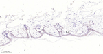 AP2 alpha Antibody in Immunohistochemistry (Paraffin) (IHC (P))