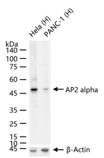 AP2 alpha Antibody in Western Blot (WB)