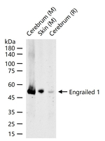 EN1 Recombinant Rabbit Monoclonal Antibody (15C2)