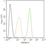 RAD23A Antibody in Flow Cytometry (Flow)