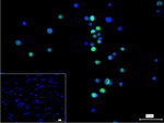 RAD23A Antibody in Immunocytochemistry (ICC/IF)