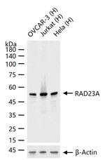 RAD23A Antibody in Western Blot (WB)