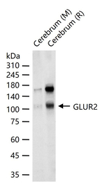GluR2 Recombinant Rabbit Monoclonal Antibody (20B6)