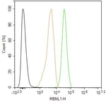 MBNL1 Antibody in Flow Cytometry (Flow)