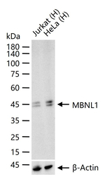 MBNL1 Antibody in Western Blot (WB)