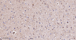 CHRM2 Antibody in Immunohistochemistry (Paraffin) (IHC (P))