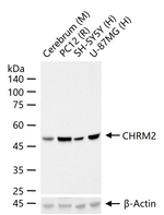 CHRM2 Antibody in Western Blot (WB)