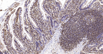 HLA-B Antibody in Immunohistochemistry (Paraffin) (IHC (P))