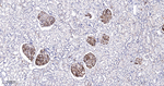 HLA-B Antibody in Immunohistochemistry (Paraffin) (IHC (P))