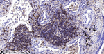HLA-B Antibody in Immunohistochemistry (Paraffin) (IHC (P))
