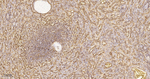 HLA-B Antibody in Immunohistochemistry (Paraffin) (IHC (P))