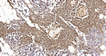 HLA-B Antibody in Immunohistochemistry (Paraffin) (IHC (P))