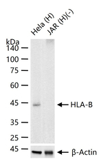 HLA-B Antibody in Western Blot (WB)