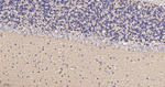 MUNC18 Recombinant Rabbit Monoclonal Antibody (9B3)