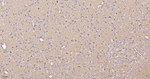 MUNC18 Antibody in Immunohistochemistry (Paraffin) (IHC (P))