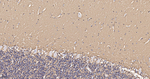 MUNC18 Antibody in Immunohistochemistry (Paraffin) (IHC (P))