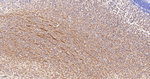 MUNC18 Antibody in Immunohistochemistry (Paraffin) (IHC (P))