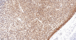 MUNC18 Antibody in Immunohistochemistry (Paraffin) (IHC (P))