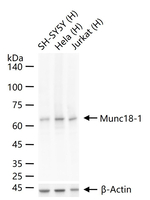 MUNC18 Antibody in Western Blot (WB)